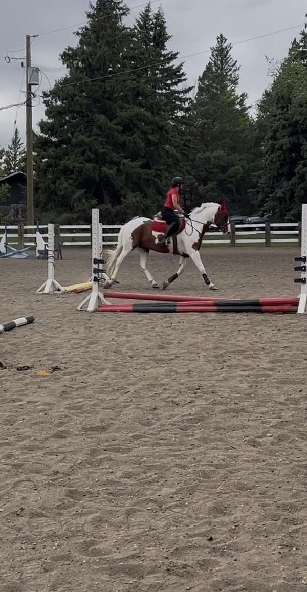 cross-sport-horse