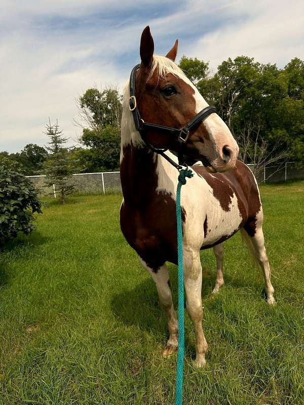 gelding