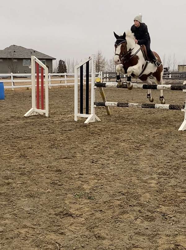 casper-warmblood-horse