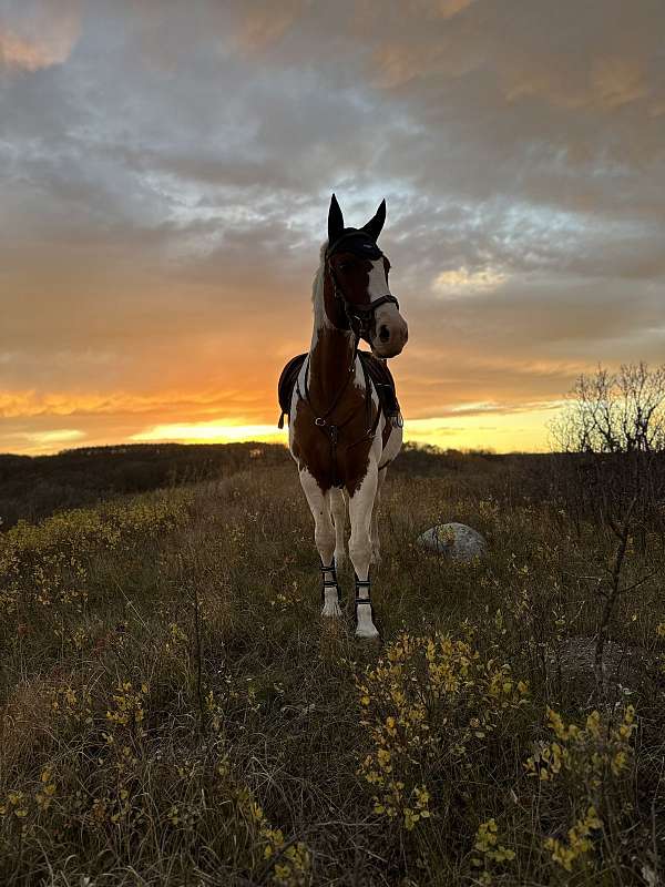 sport-cross-warmblood-horse
