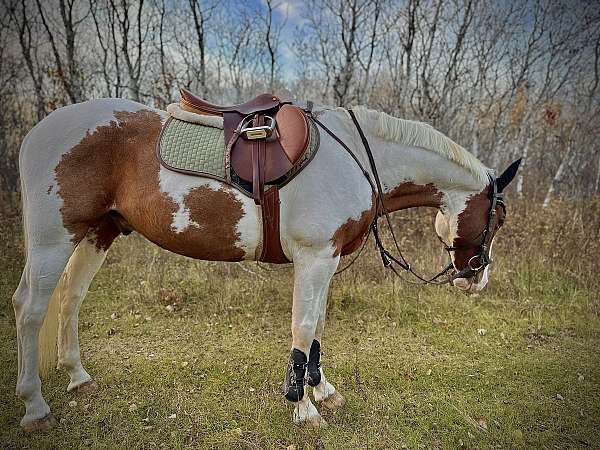 casper-horse