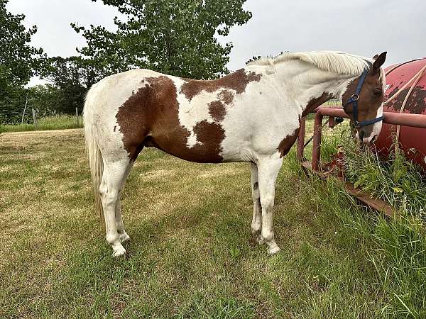 warmblood