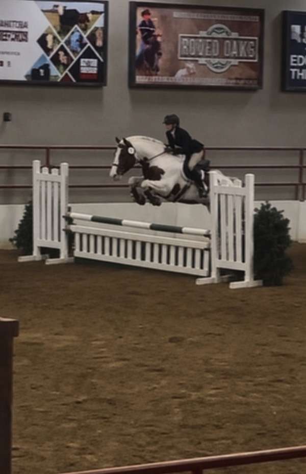 warmblood-gelding