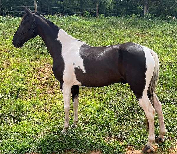 endurance-spotted-saddle-horse