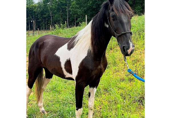 experienced-spotted-saddle-horse