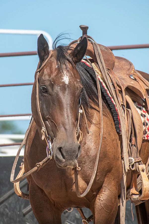 bay-quarter-horse-mare