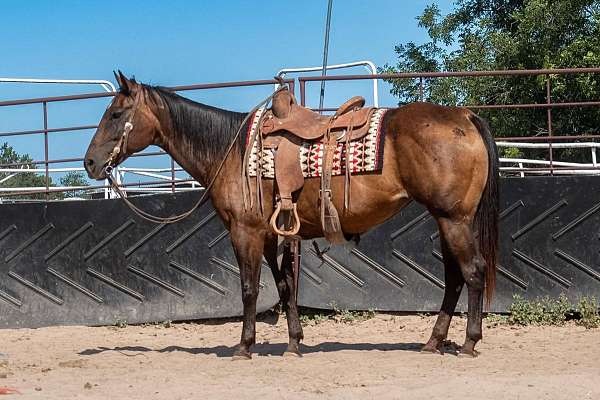 bay-mare-for-sale