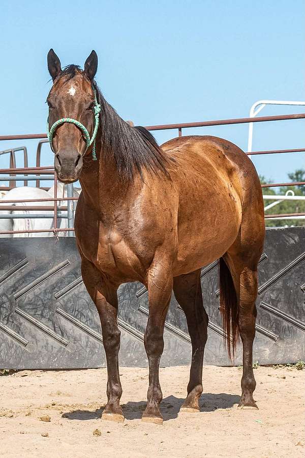15-hand-quarter-horse-mare