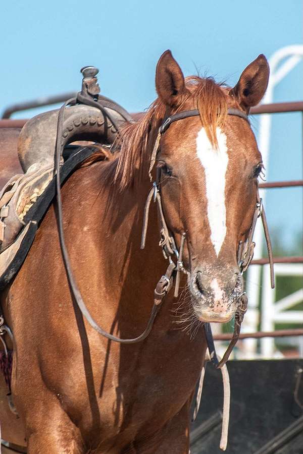 sorrel-appaloosa-filly