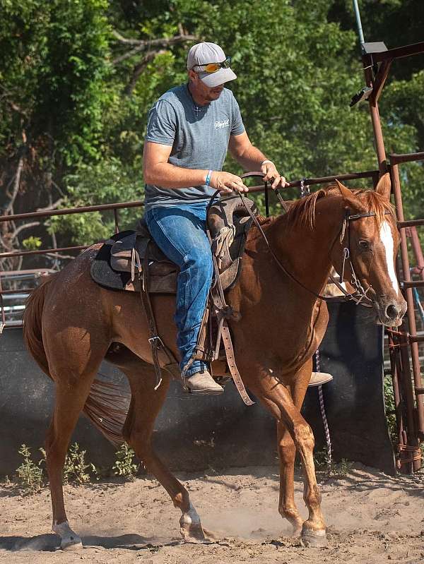 sorrel-filly-for-sale