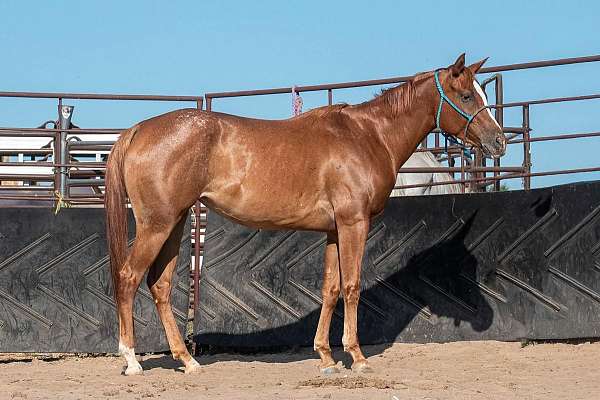 14-hand-appaloosa-filly