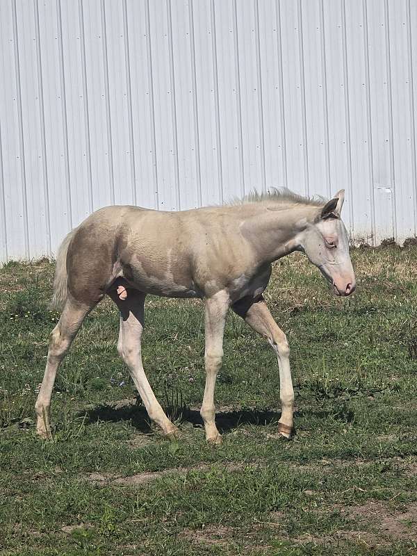 palomino-sw1-sw2-horse