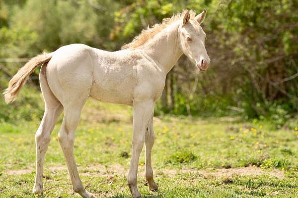perlino-aqha-colt-mare