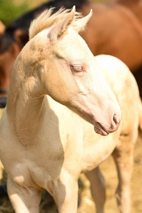 perlino-appendix-colt-mare