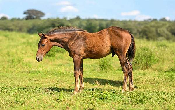 quarter-horse-colt