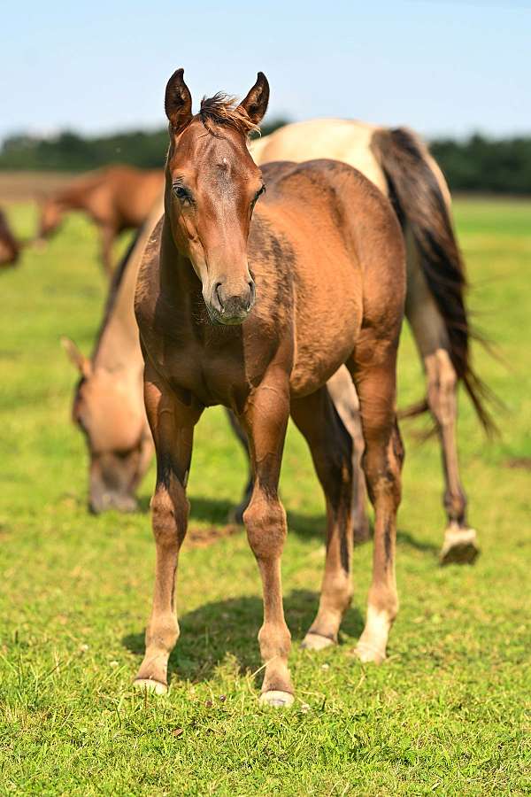 quarter-horse-for-sale