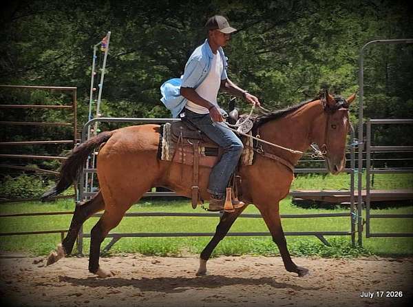 easygoing-horse-quarter