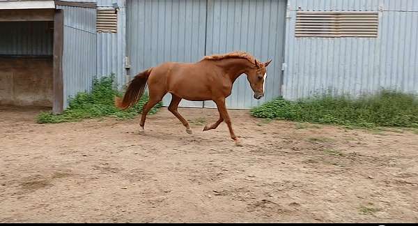 chestnut-2-short-socks-blaze-horse