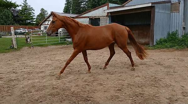 hunter-jumper-eventing-warmblood-horse