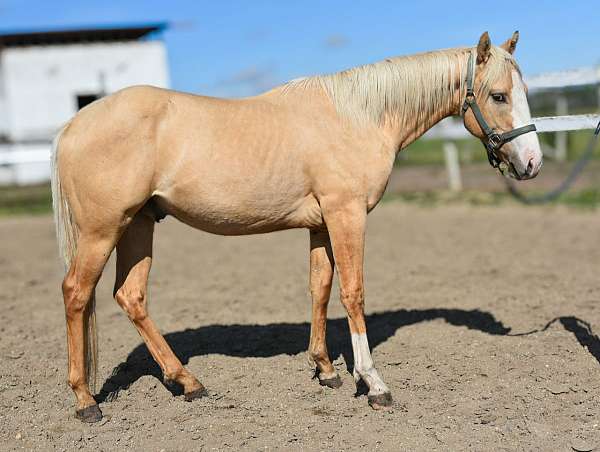 dunalino-barrel-sport-horse