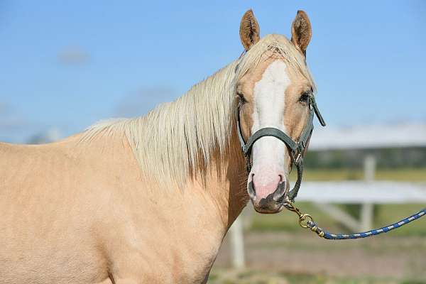 barrel-sport-horse