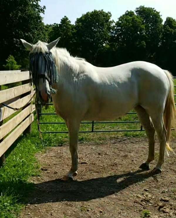 warmblood-mare