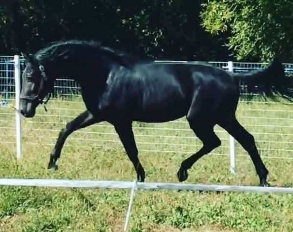 warmblood-horse-for-sale