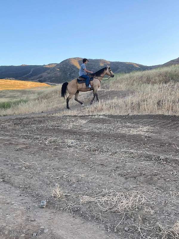 trail-quarter-horse