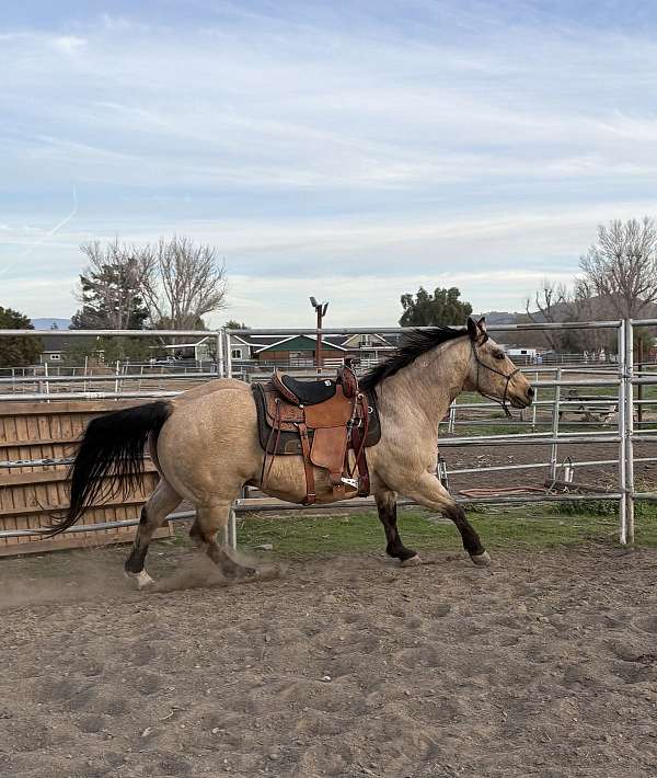 trail-riding-quarter-horse
