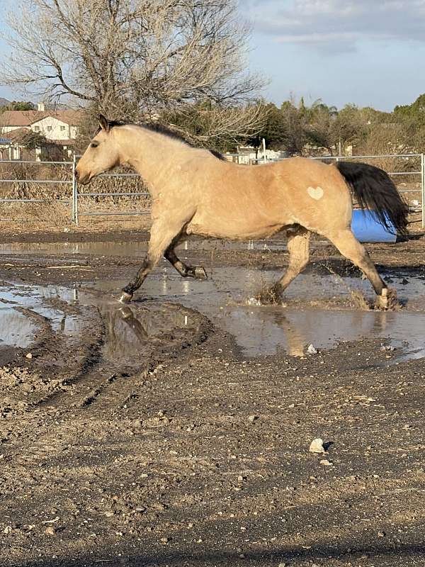 trained-quarter-horse