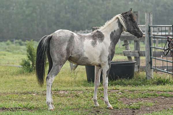 15-hand-pinto-colt
