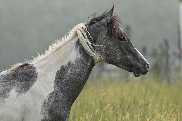 15-hand-pinto-horse