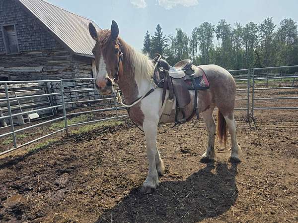 breeding-belgian-pony