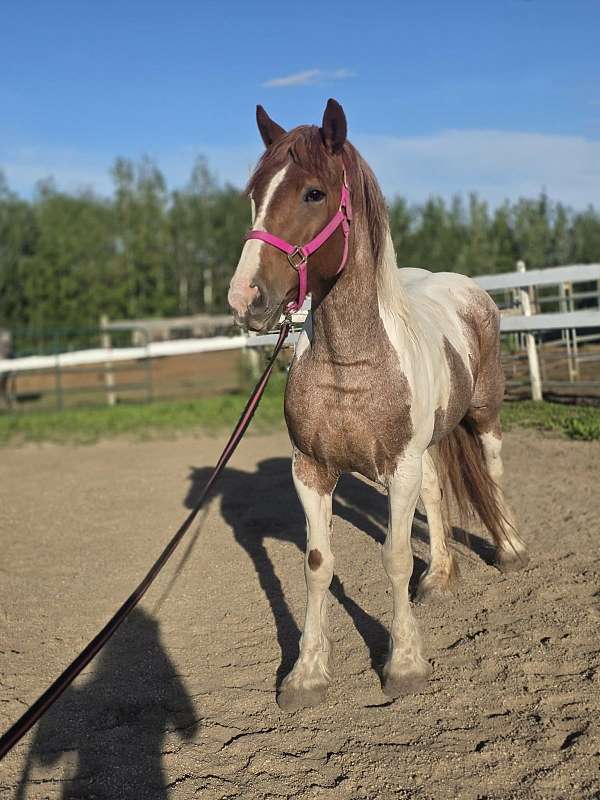 sport-belgian-pony