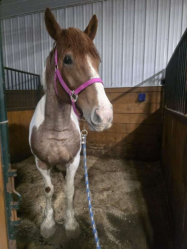 sport-draft-pony