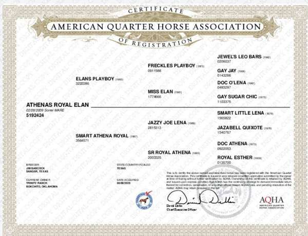 red-roan-stallion-quarter-horse
