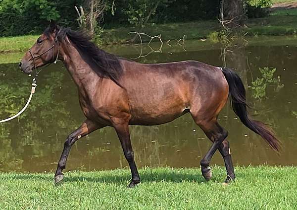small-star-right-hind-sock-horse