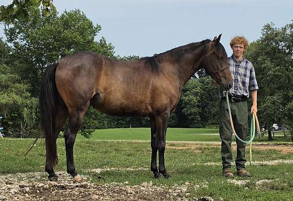bay-roan-small-star-right-hind-sock-horse