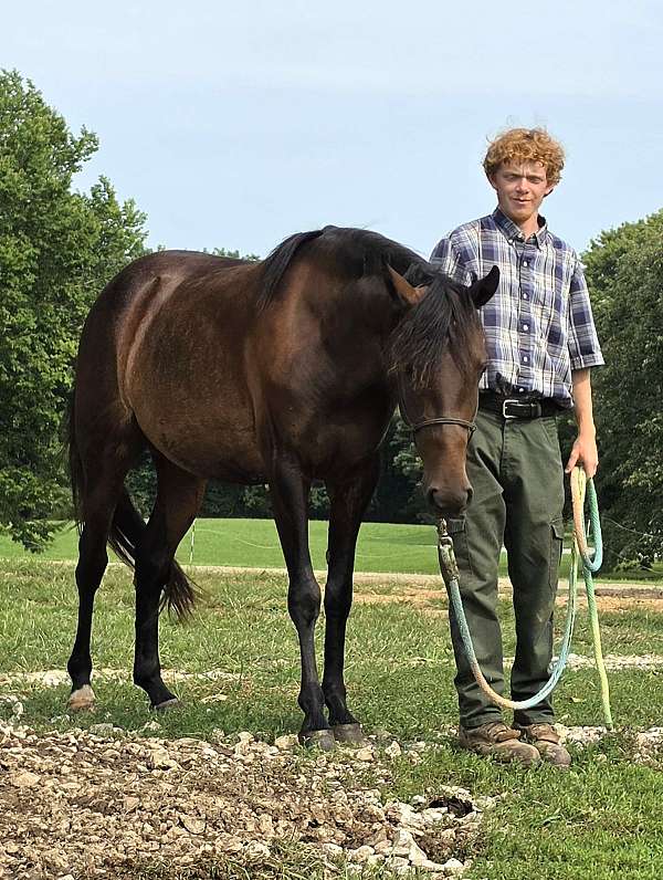 small-star-right-hind-sock