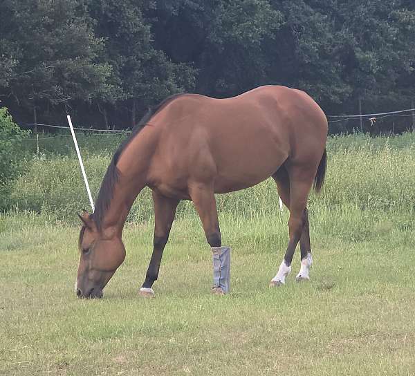 halter-quarter-horse