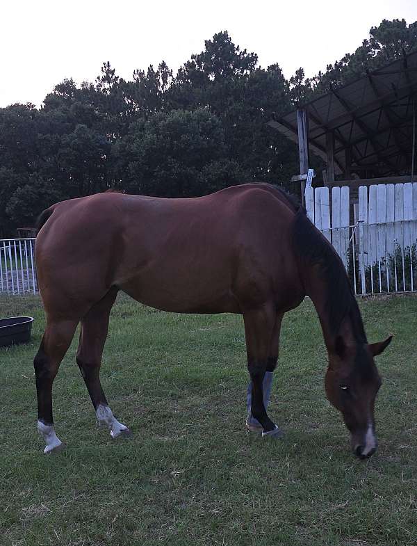 performance-quarter-horse