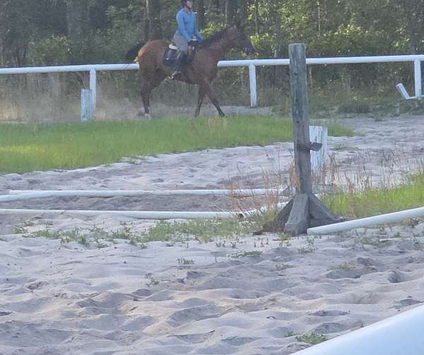 ridden-western-quarter-horse