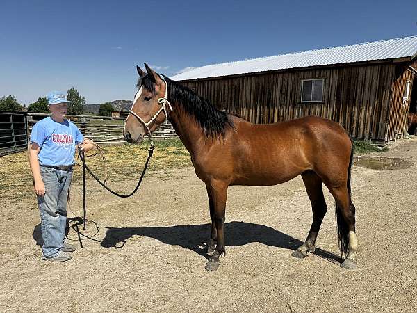 colt-mustang-horse