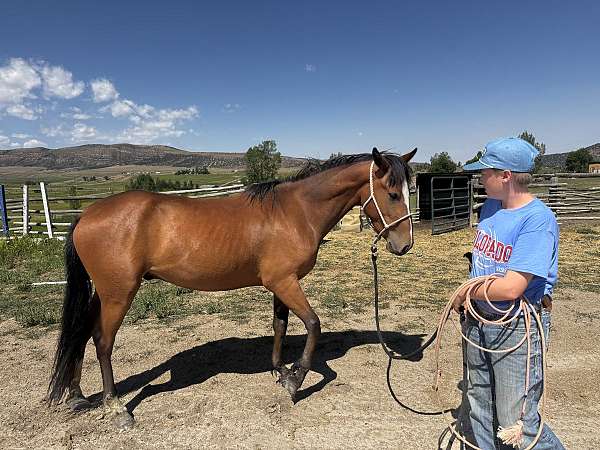 white-mustang-colt-yearling