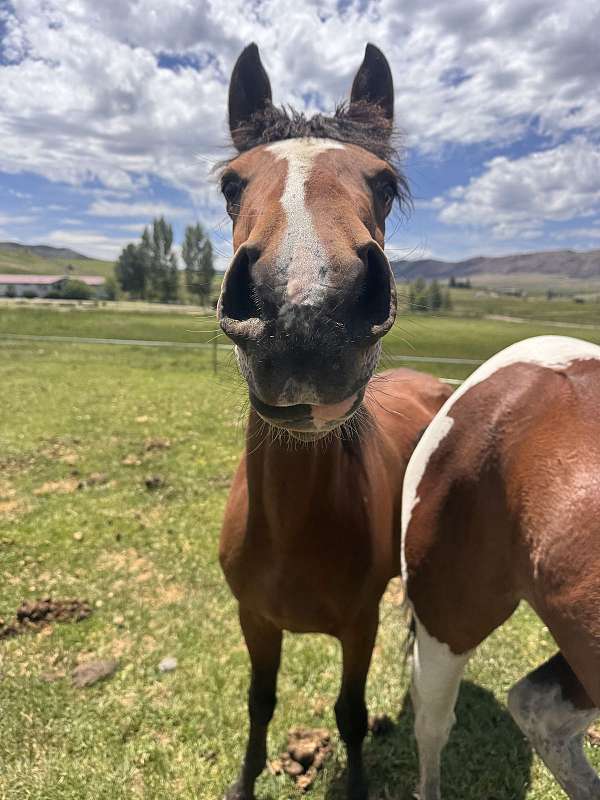 project-horse-colt-yearling