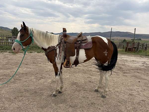 barrel-prospect-paint-horse
