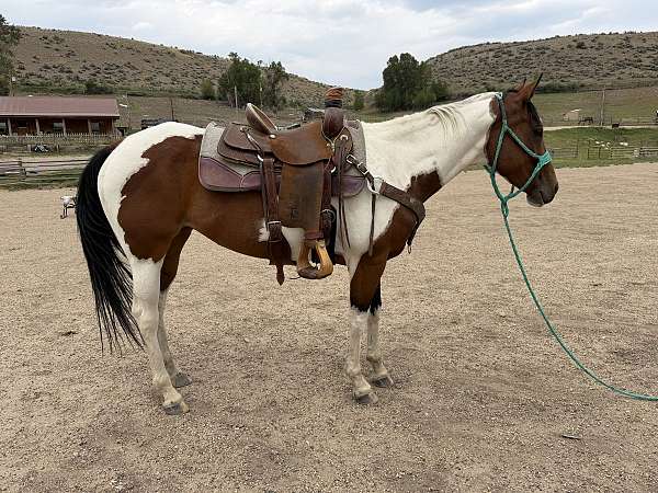 barrel-paint-horse
