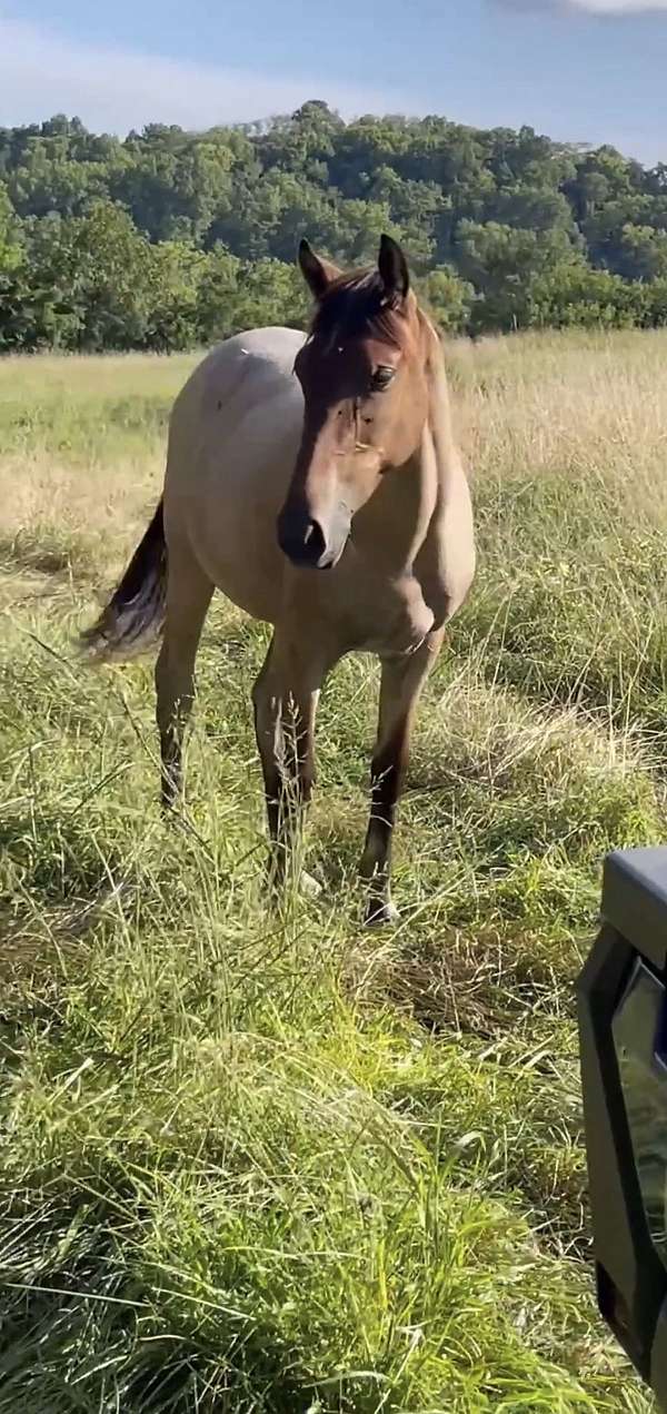 bay-roan-kentucky-mountain-filly