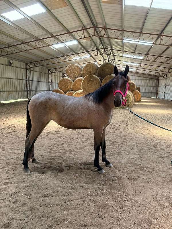 bay-roan-kmsha-filly
