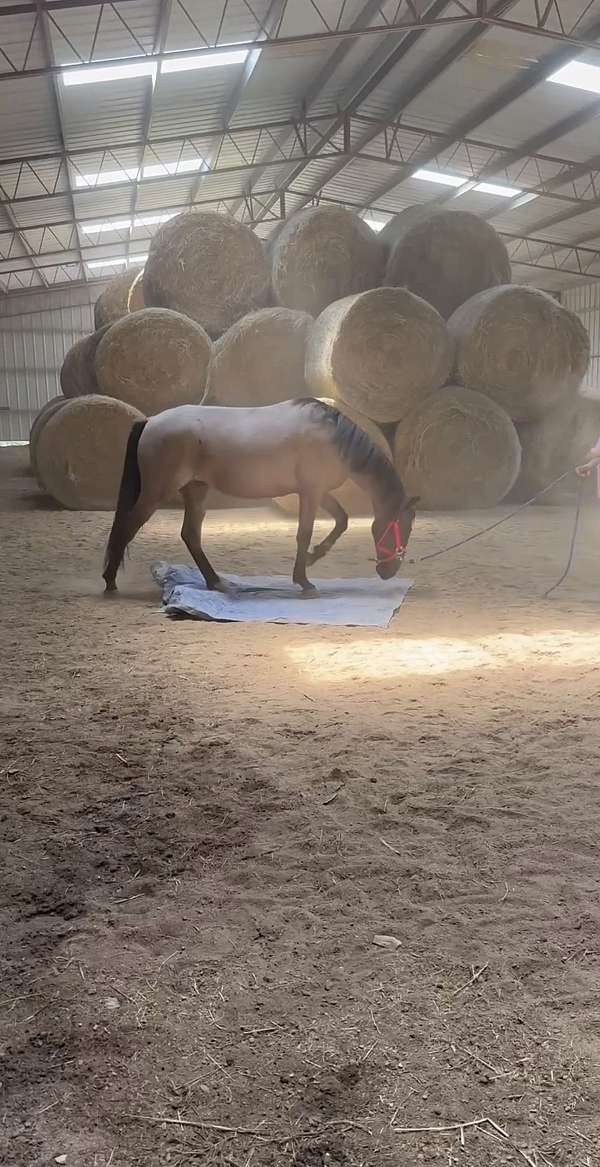 bay-roan-kmsha-horse